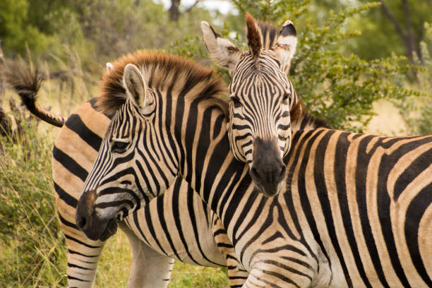 istock Two zebras standing with their necks crossed 904798744