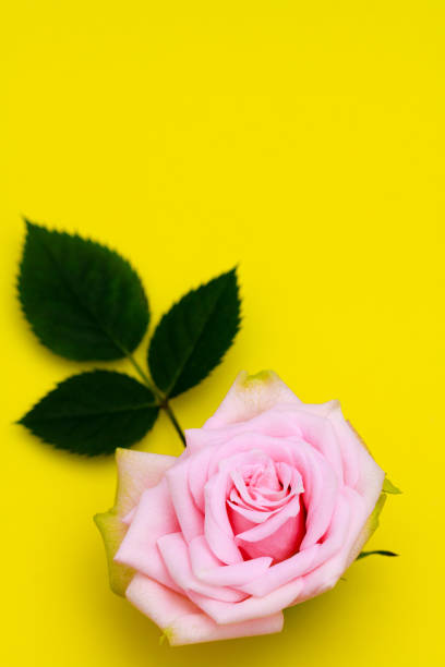 istock Pink rose and green leaf on yellow paper background. 904802144