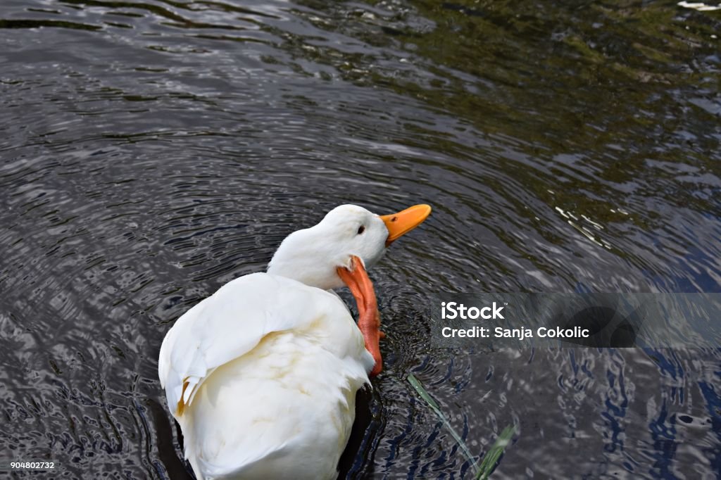 White wild duck swimming at the river closeup wildlife animal/ white duck at the water Animal Stock Photo