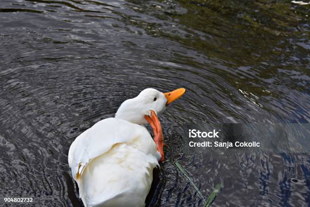 White Wild Duck Swimming At The River Stock Photo - Download Image Now - Animal, Animal Themes, Animal Wildlife