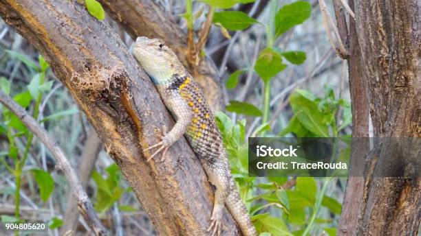 Lizard In Grand Canyon Arizona Stock Photo - Download Image Now - Animal,  Animal Themes, Animal Wildlife - iStock