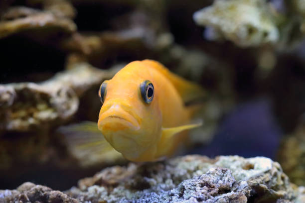 istock Malawi Zebra Cichlid. Colorful Psevdotrofeus closeup 904805694
