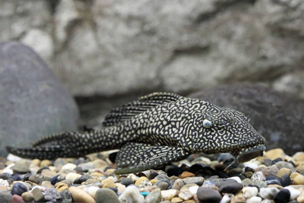 Pterygoplichthys gibbiceps. Fish on soil in the aquarium Pterygoplichthys gibbiceps. Som Brocade pterygoplichthys closeup sheatfish stock pictures, royalty-free photos & images