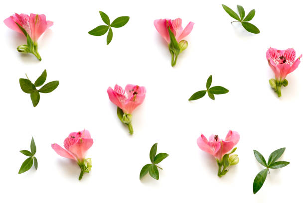 istock Arrangement With Flowers And Leaves On White Background 904806058
