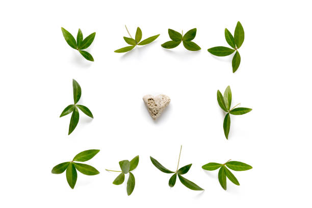 istock Arrangement With Green Leaves And A Stone On White Background 904806074