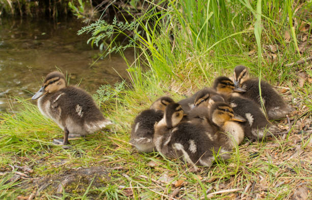 Jeune ducks - Photo