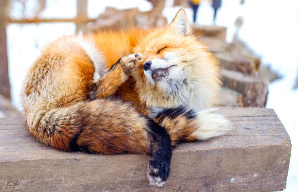 istock cute sleepy red fox in winter 904809140