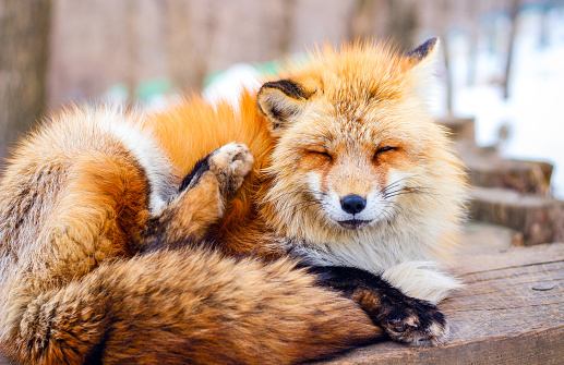 portrait of cute sleepy red fox in winter snow, Miyagi, Japan