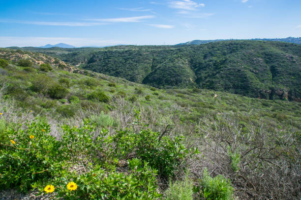 istock Beautiful Lush Laguna Beach, California 904809510