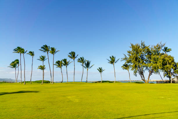 istock Maui palm trees at seashore 904809560