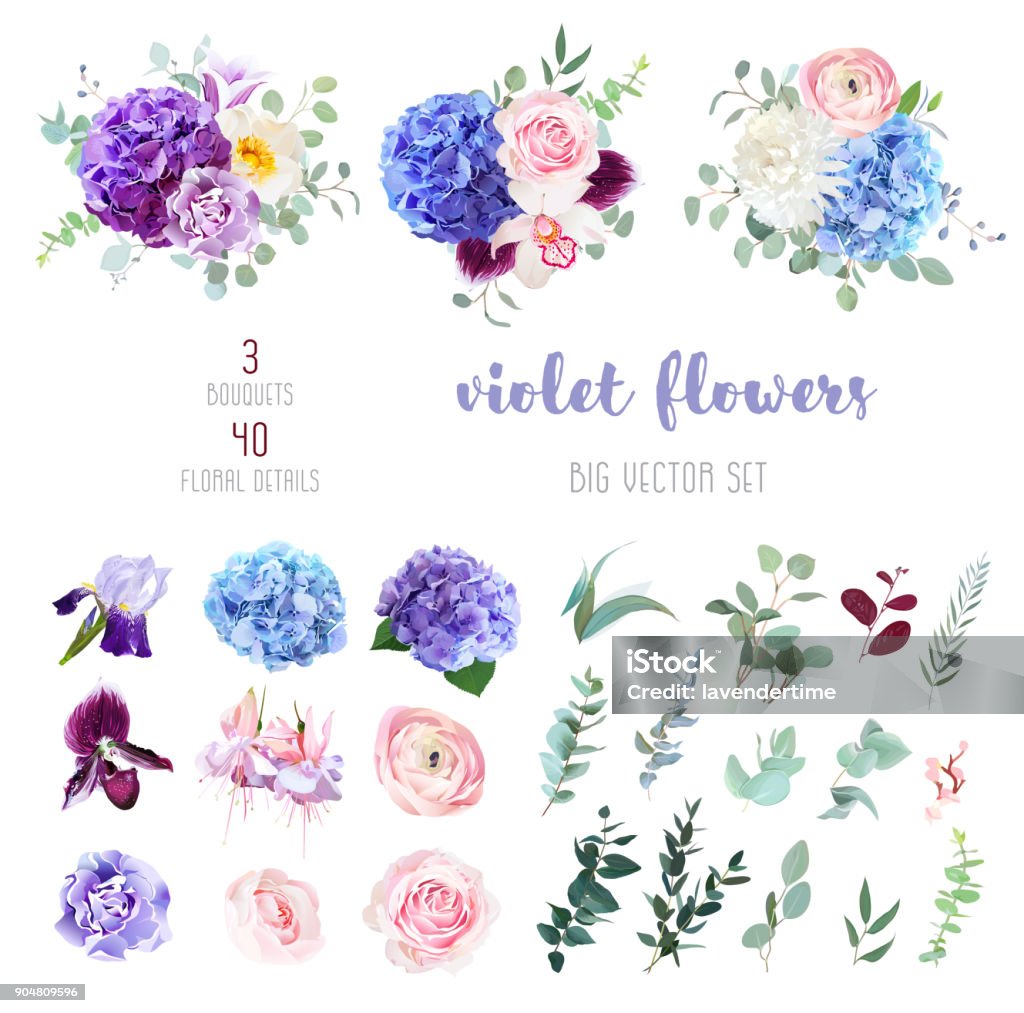 Violet, purple and blue flowers and greenery big vector set Violet, purple and blue hydrangea, pink rose and ranunculus, white chrysanthemum, carnation, plum orchid, iris, fuchsia, bell flowers, eucalyptus, and mix of greenery big vector collection Hydrangea stock vector