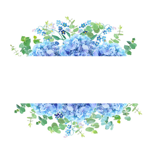 Horizontal botanical vector design banner. Horizontal botanical vector design banner. Baby blue eucalyptus, light blue hydrangea, forget me not wildflowers and herbs. Natural card or frame. Spring mood. All elements are isolated and editable forget me not stock illustrations