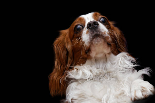 istock Young dog King Charles Spaniel with big eyes 904809936