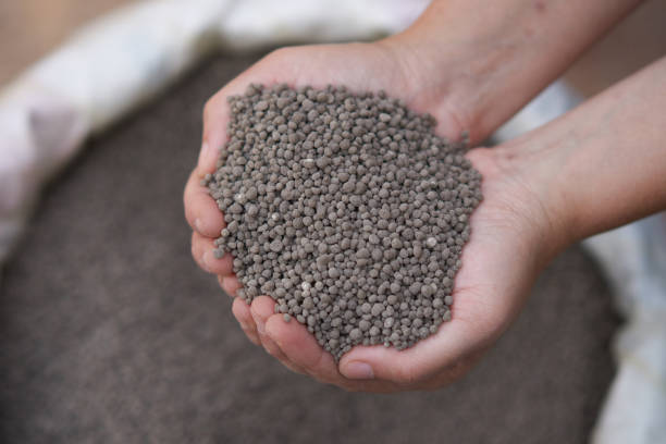 istock 18-46-0 , Diammonium phosphate (DAP) fertilizers in farmer hand . 904809988