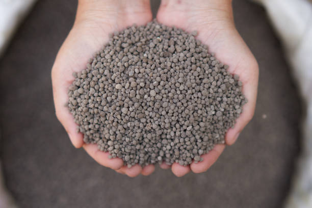 istock 18-46-0 , Diammonium phosphate (DAP) fertilizers in farmer hand . 904809998