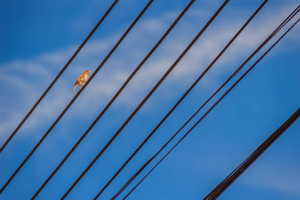 The Eurasian Tree Sparrow bird is perched on the electric cable under blue sky background. It is passerine bird in the sparrow family with rich chestnut crown and black patch on each pure white cheek.