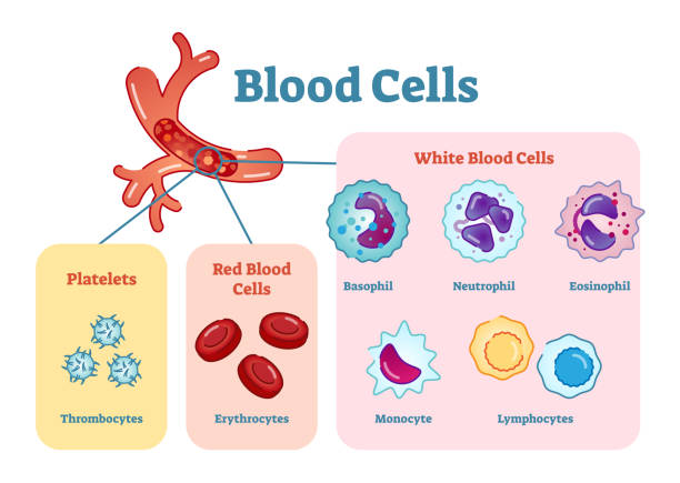 Blood cells flat vector illustration diagram with all cell types collection Blood cells flat vector illustration diagram with all cell types collection, educational medical information. red blood cell stock illustrations