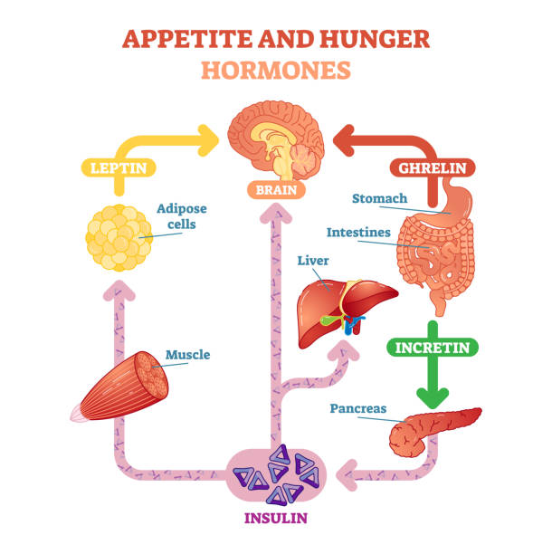 ilustrasi diagram vektor hormon nafsu makan dan kelaparan, skema pendidikan grafis. - hormon ilustrasi stok