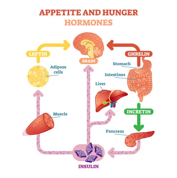 Vector illustration of Appetite and hunger hormones vector diagram illustration, graphic educational scheme.