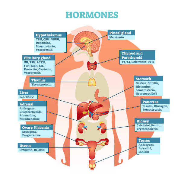 tubuh manusia hormon vektor ilustrasi diagram, pengumpulan organ manusia. - hormon ilustrasi stok