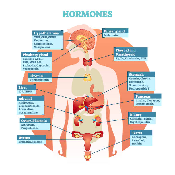 ludzkie hormony ciała schemat ilustracji wektorowej, pobieranie narządów ludzkich. - hypothalamus stock illustrations