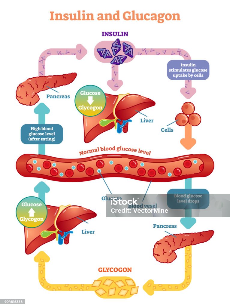 Insulin and glucagon vector illustration diagram. Insulin and glucagon vector illustration diagram. Educational medical information. Insulin stock vector