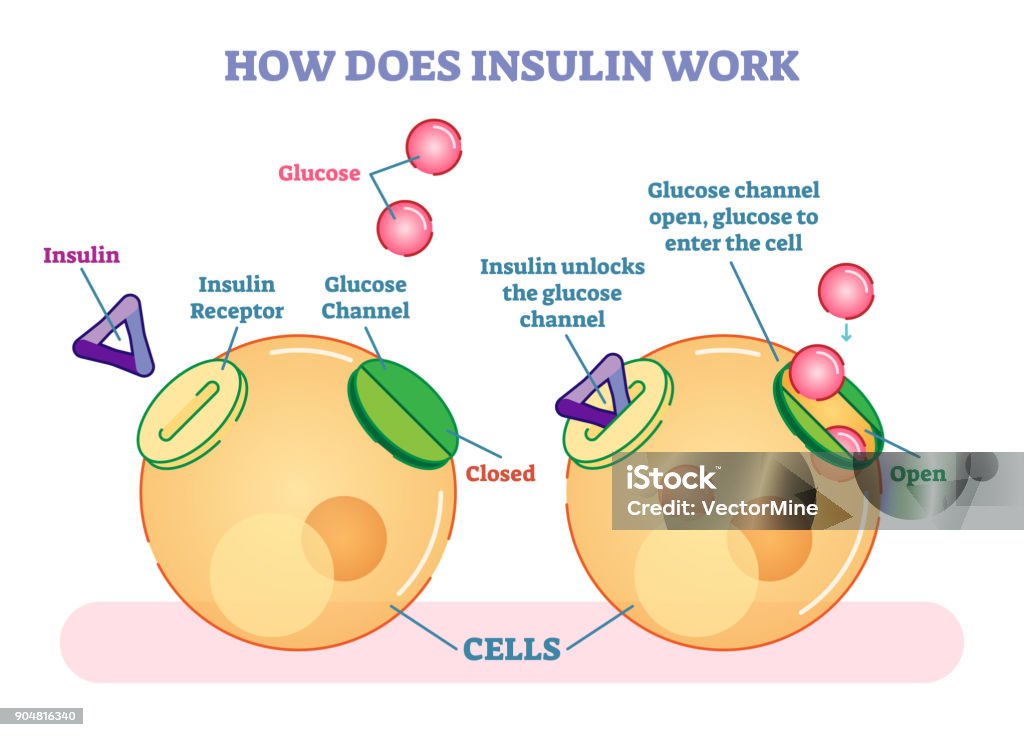 Cómo funciona la insulina, diagrama del vector ilustrado. - arte vectorial de Insulina libre de derechos
