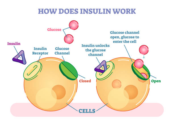 illustrations, cliparts, dessins animés et icônes de comment fonctionne l’insuline, diagramme vectoriel illustré. - insulin