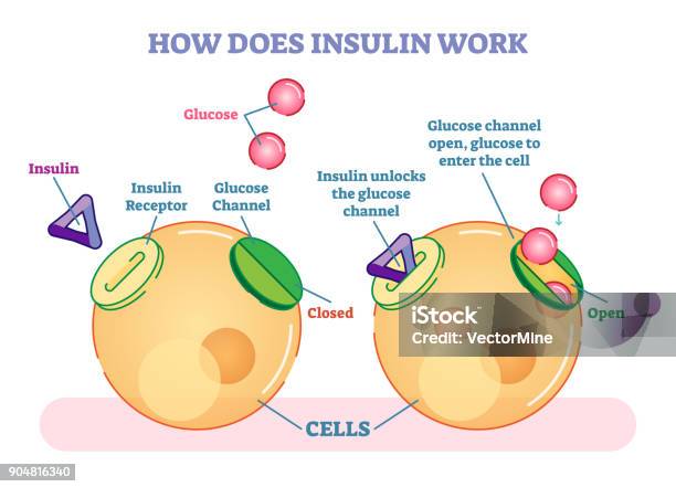 How Does Insulin Work Illustrated Vector Diagram Stock Illustration - Download Image Now - Insulin, Glucose, Biological Cell
