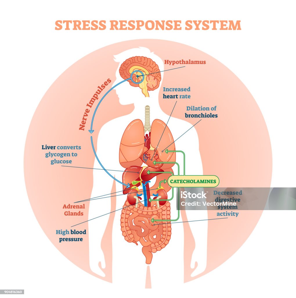 Stress Reaktion Vektor Illustration Systemdiagramm Nervenimpulse Schema. - Lizenzfrei Menschlicher Körper Vektorgrafik