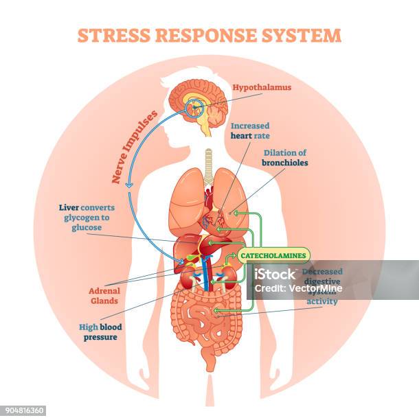 Stress Reaktion Vektor Illustration Systemdiagramm Nervenimpulse Schema Stock Vektor Art und mehr Bilder von Menschlicher Körper