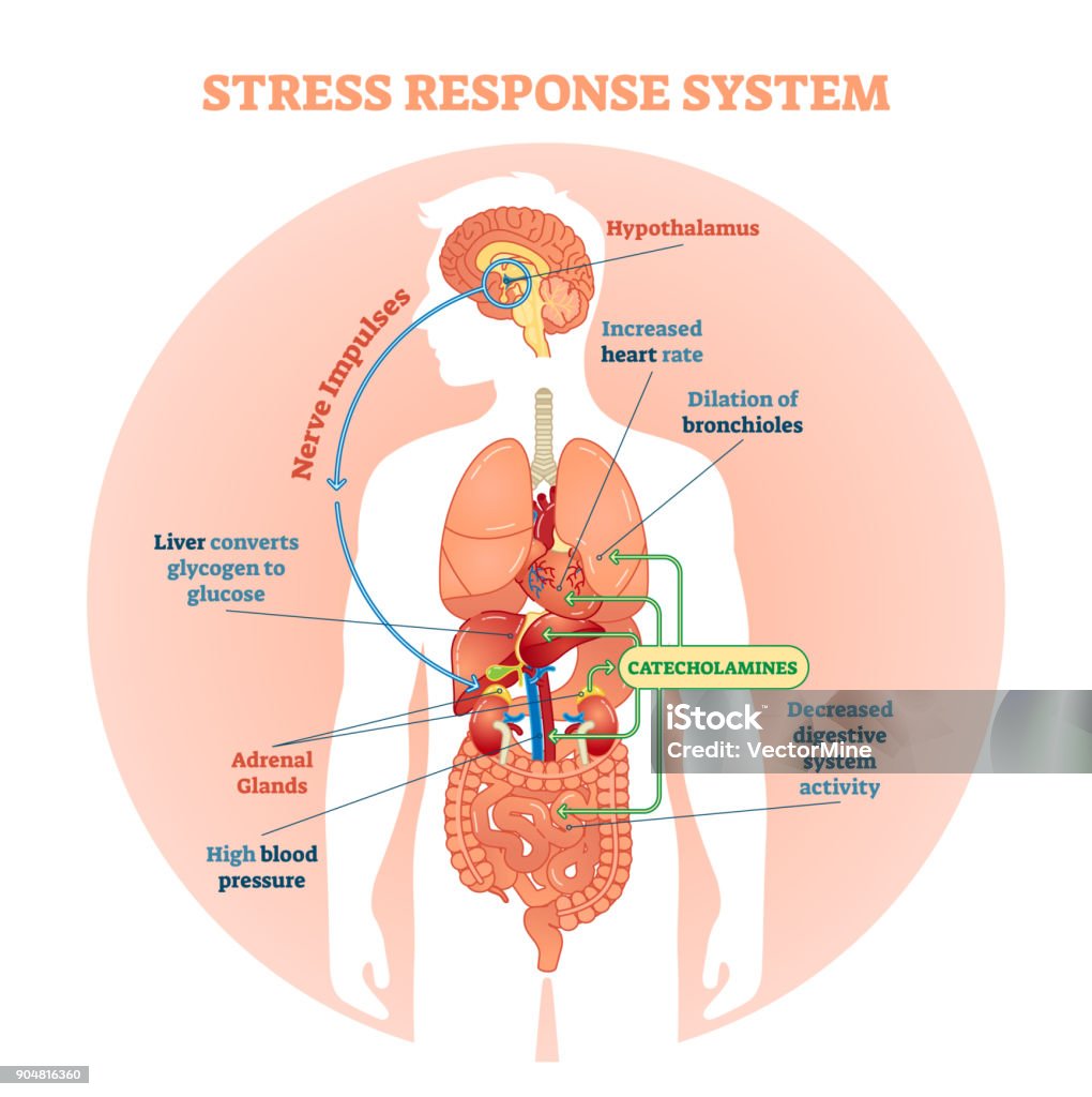 Estrés respuesta sistema vector ilustración diagrama, esquema de impulsos nerviosos. - arte vectorial de Cuerpo humano libre de derechos