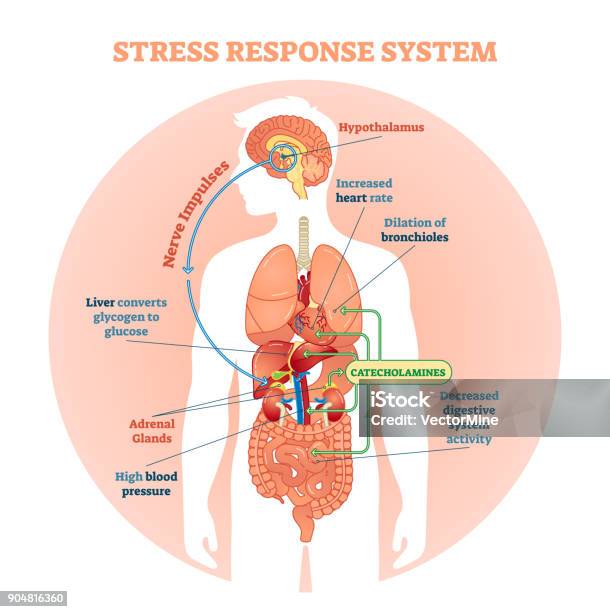 Ilustración de Estrés Respuesta Sistema Vector Ilustración Diagrama Esquema De Impulsos Nerviosos y más Vectores Libres de Derechos de Cuerpo humano