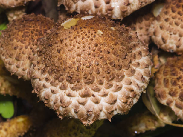 istock Mushroom shaggy scalycap, Pholiota squarrosa, macro, selective focus, shallow DOF 904816962
