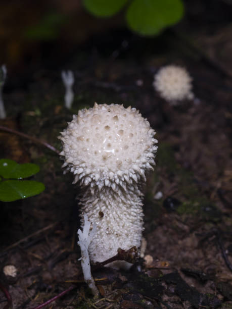 istock Edible mushroom Common Puffball, Lycoperdon perlatum, macro, selective focus, shallow DOF 904817064