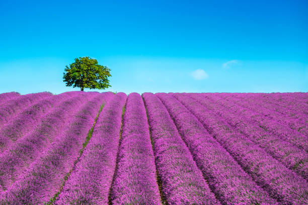Lavender and lonely tree uphill. Provence, France Lavender flowers blooming field and a lonely tree uphill. Valensole, Provence, France, Europe. plateau de valensole stock pictures, royalty-free photos & images