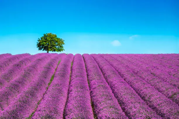 Lavender flowers blooming field and a lonely tree uphill. Valensole, Provence, France, Europe.