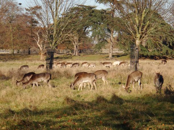 istock Herd deer animal forest hunted game autumn fall 904817284