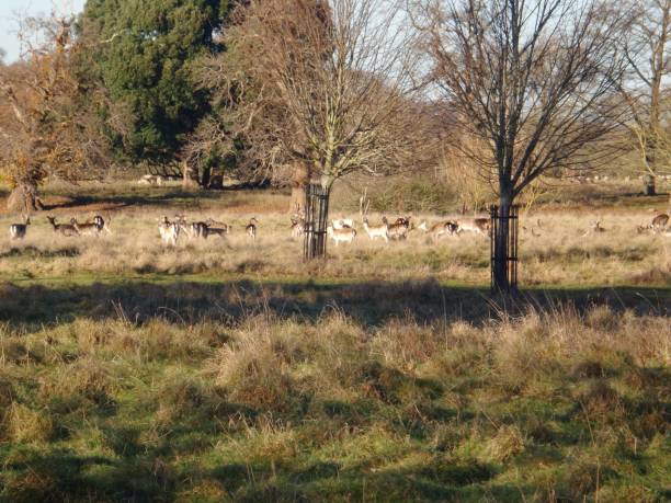 istock Herd deer animal forest hunted game autumn fall 904817304