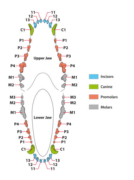 construction of a dogs teeth dental construction of a dogs teeth dental Canine stock illustrations