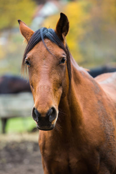 istock Horse at farm 904820642