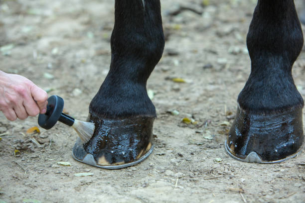 istock Horse hooves grooming 904820754