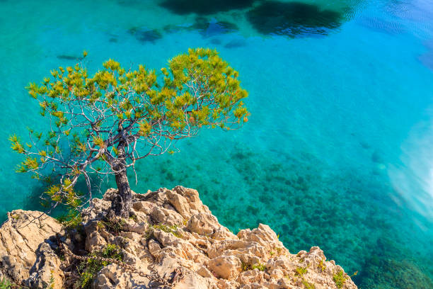 Green pine tree on rock against azure sea water, Majorca island