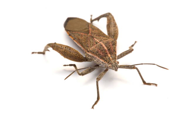 istock Close-up photos Brown Dock Bug isolated on a white background 904824432
