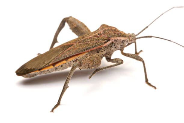 istock Close-up photos Brown Dock Bug isolated on a white background 904824438