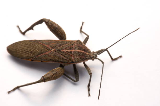 istock Close-up photos Brown Dock Bug isolated on a white background 904824478