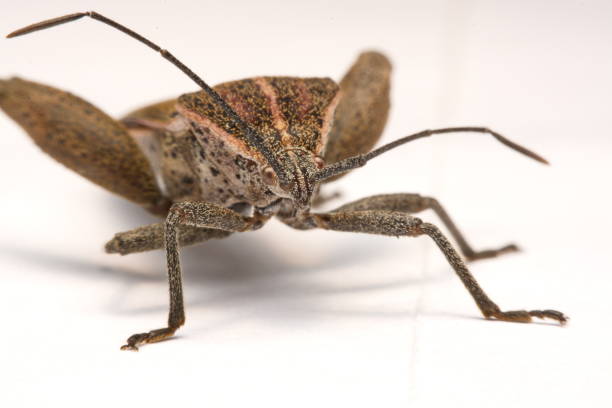 istock Close-up photos Brown Dock Bug isolated on a white background 904824494