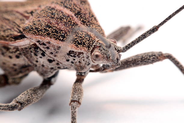 istock Close-up photos Brown Dock Bug isolated on a white background 904824502