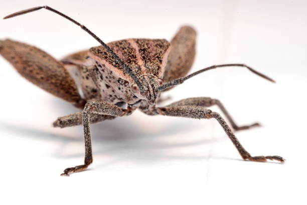 istock Close-up photos Brown Dock Bug isolated on a white background 904824518