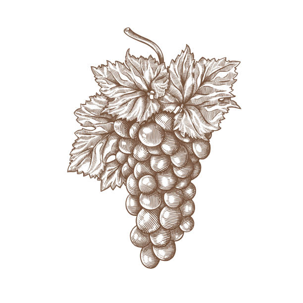 illustrations, cliparts, dessins animés et icônes de gravure de raisins - vin illustrations